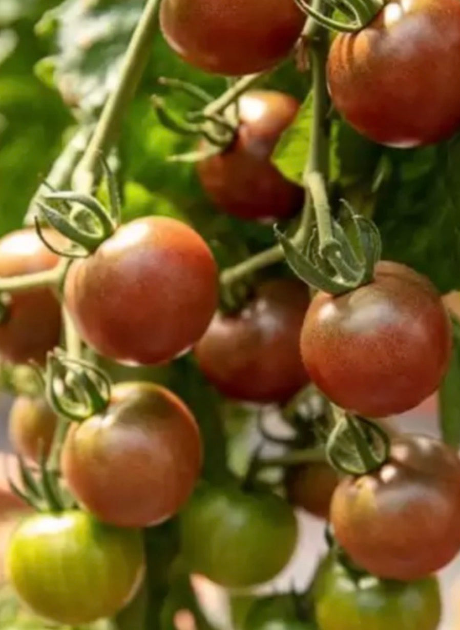 Tomaten Samen - Black Cherry