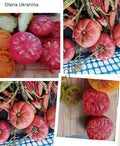 Tomaten Samen - Olena