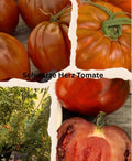 Tomaten Samen - Schwarzes Herz / Ochsenherz Schwarz
