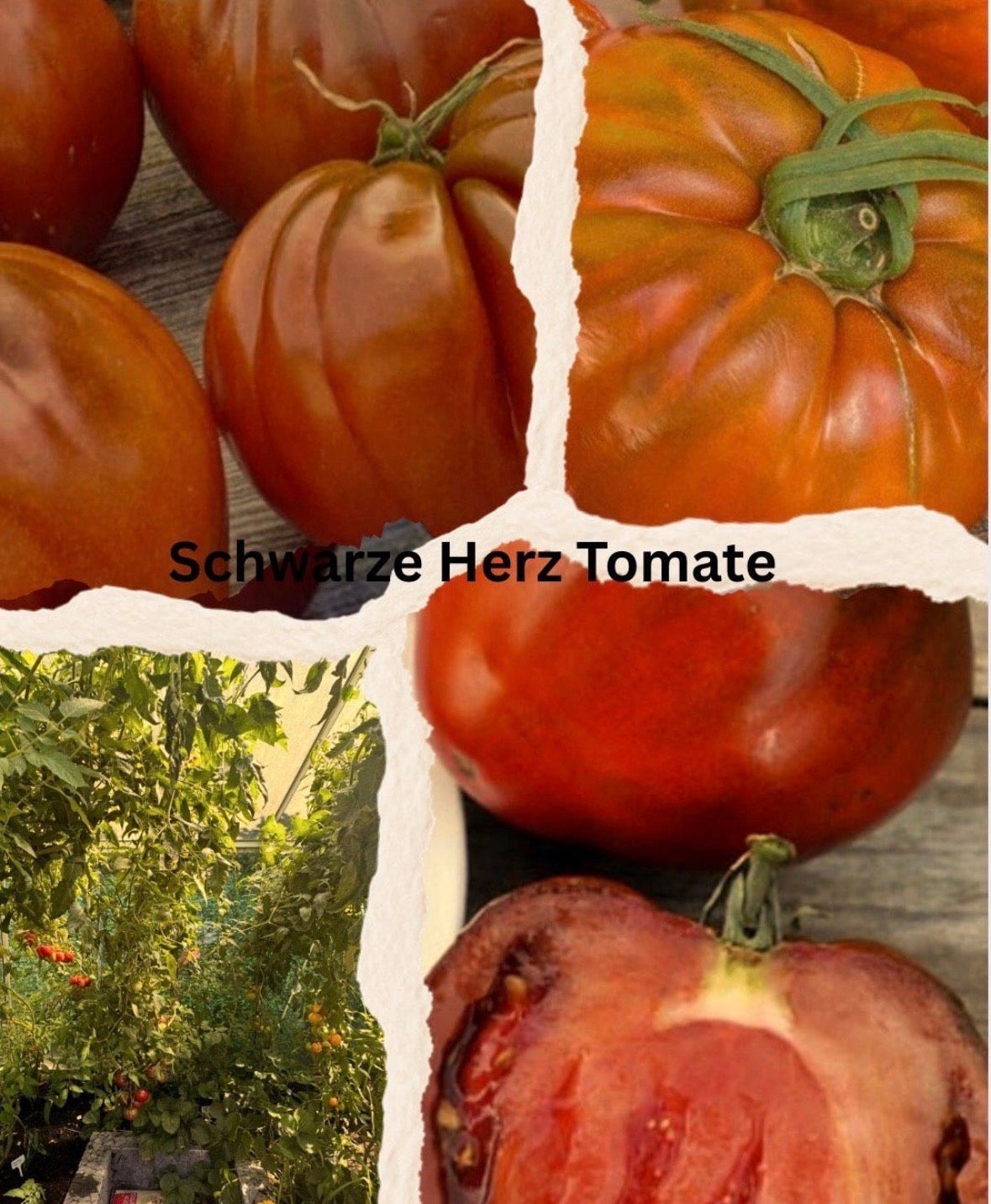 Tomaten Samen - Schwarzes Herz / Ochsenherz Schwarz