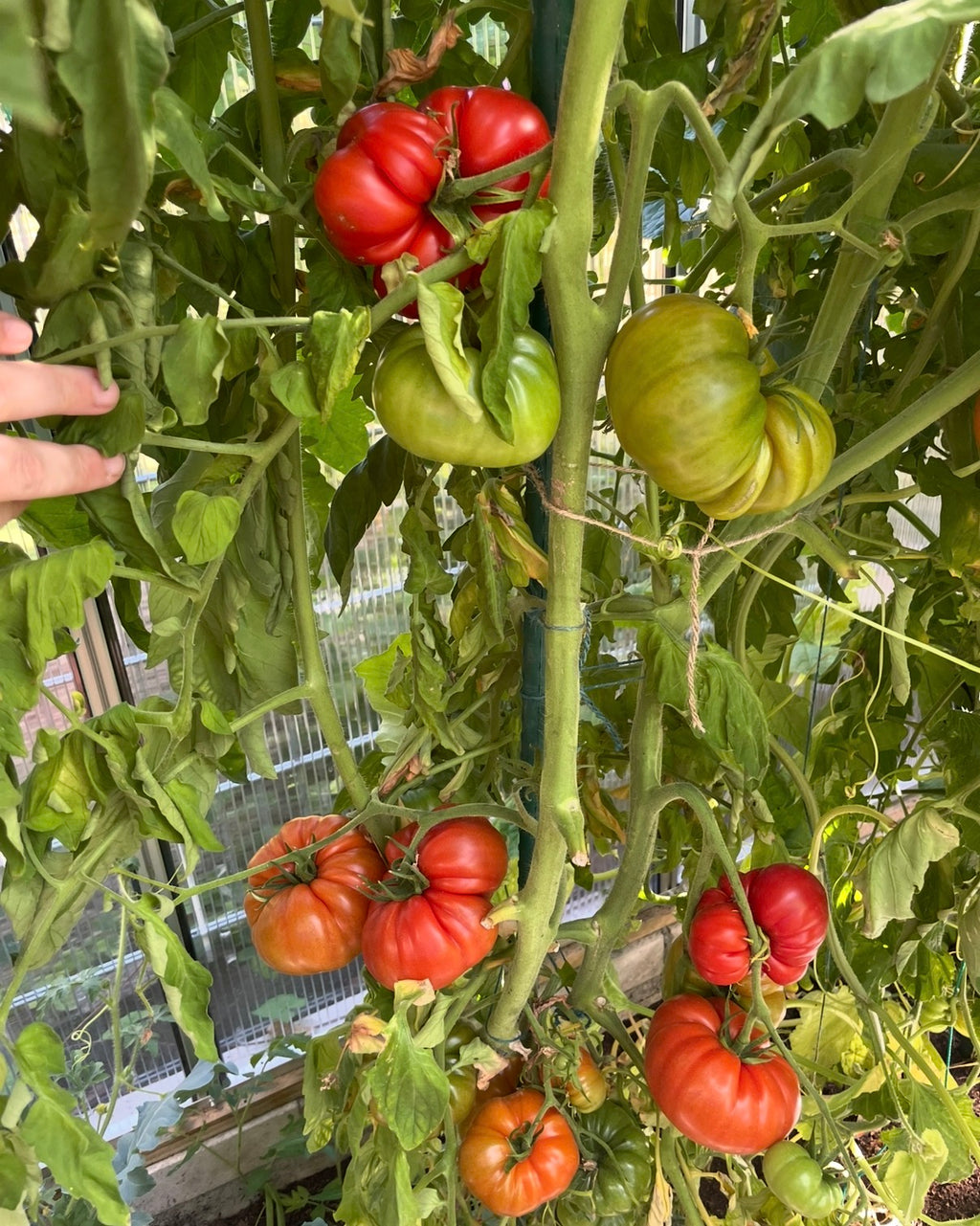 Tomaten Samen - Zuckerkopf
