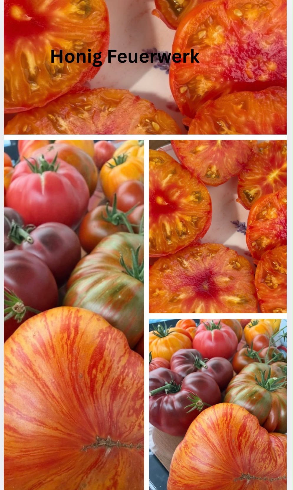 Tomaten Samen - Honig Feuerwerk aus Russland