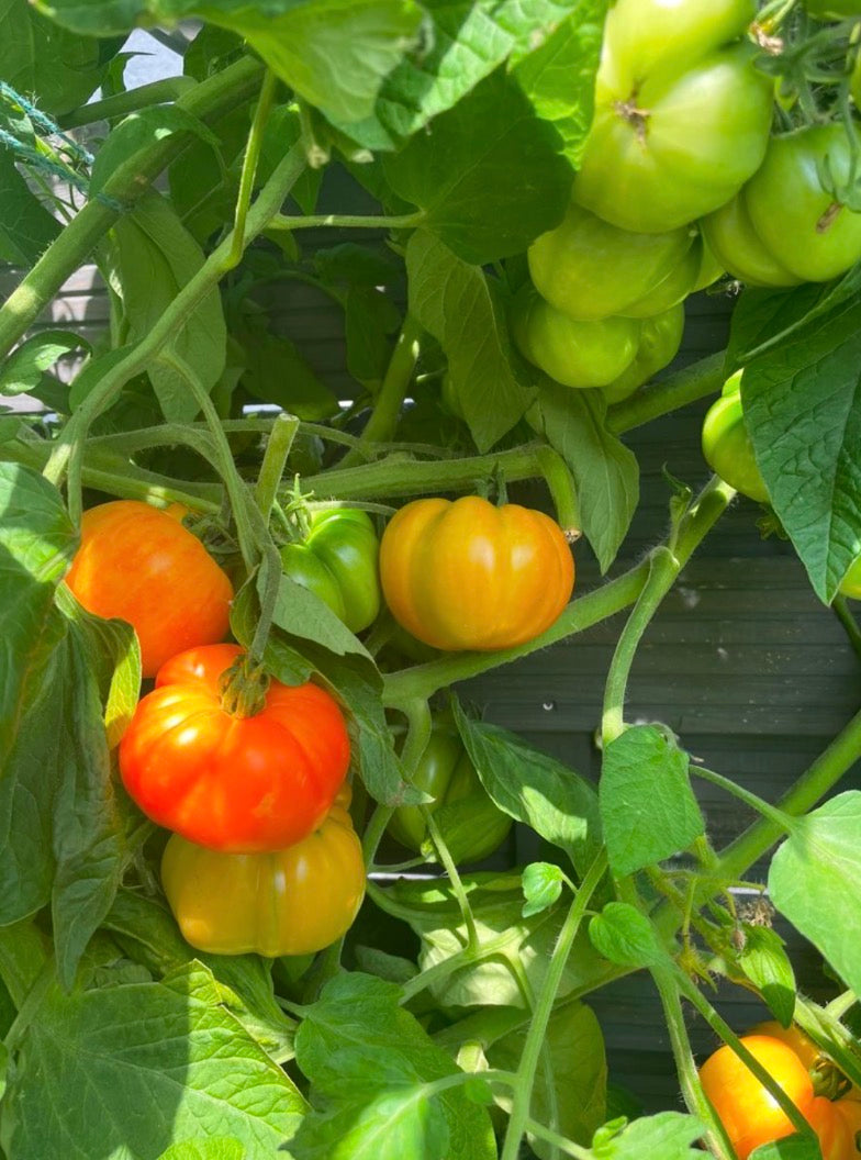 Tomaten Samen - Oaxacan Jewel