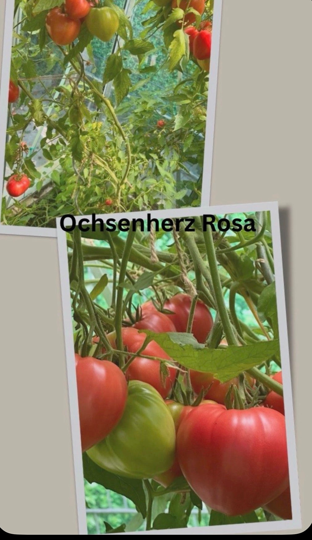 Tomaten Samen - Ochsenherz Rosa