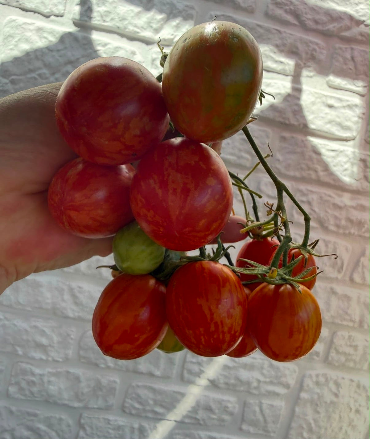 Tomaten Samen - Geflammtes Ei