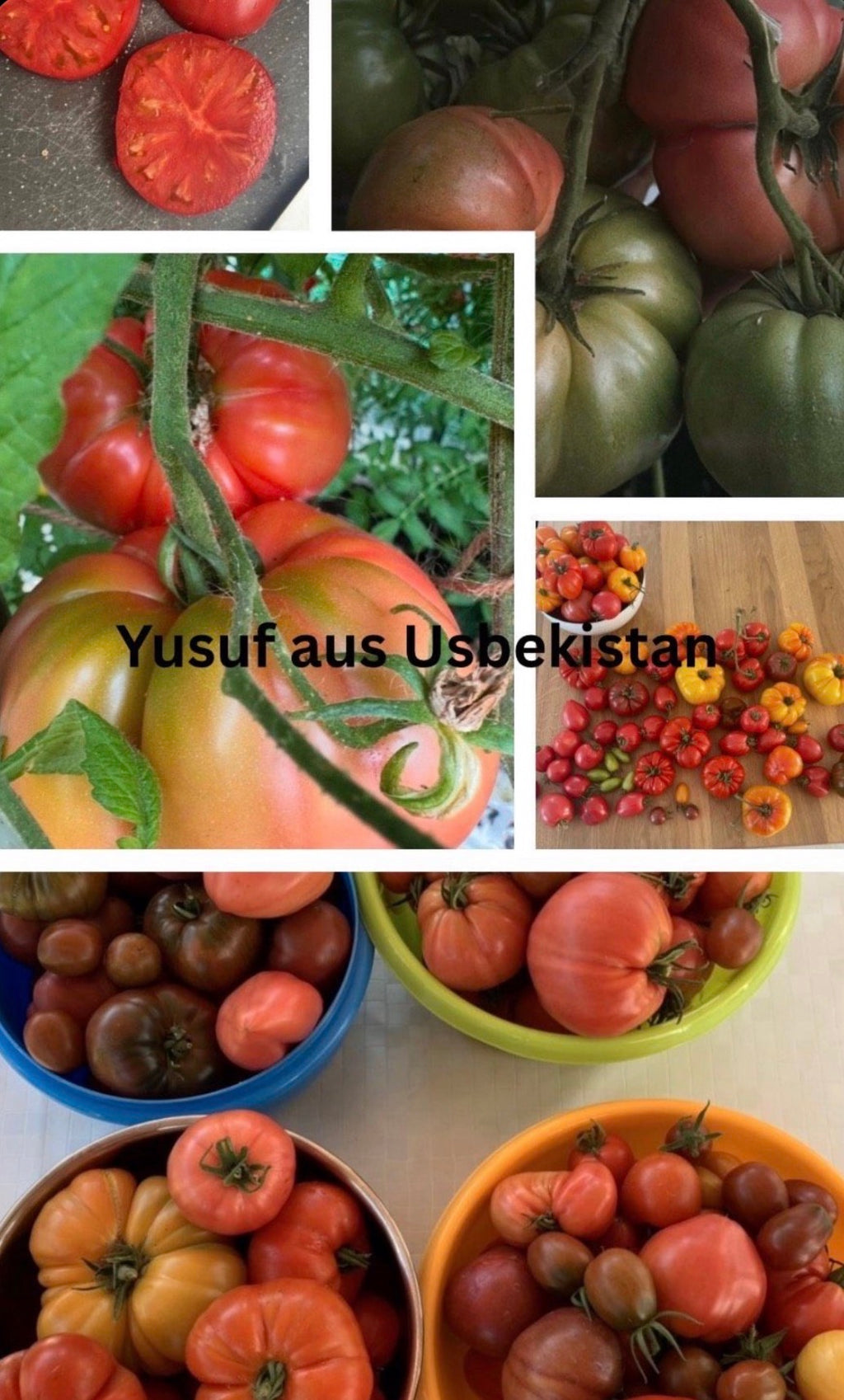 Tomaten Samen - Yusuf aus Usbekistan