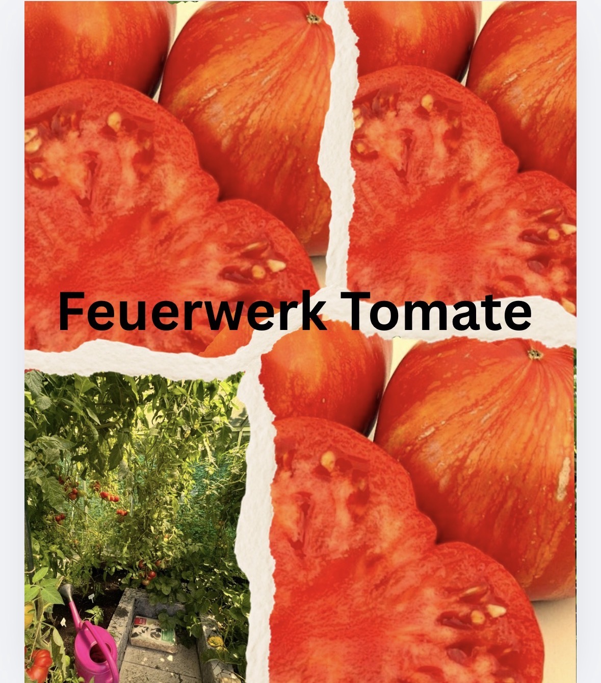 Tomaten Samen - Feuerwerk