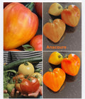 Tomaten Samen - Anacoeur