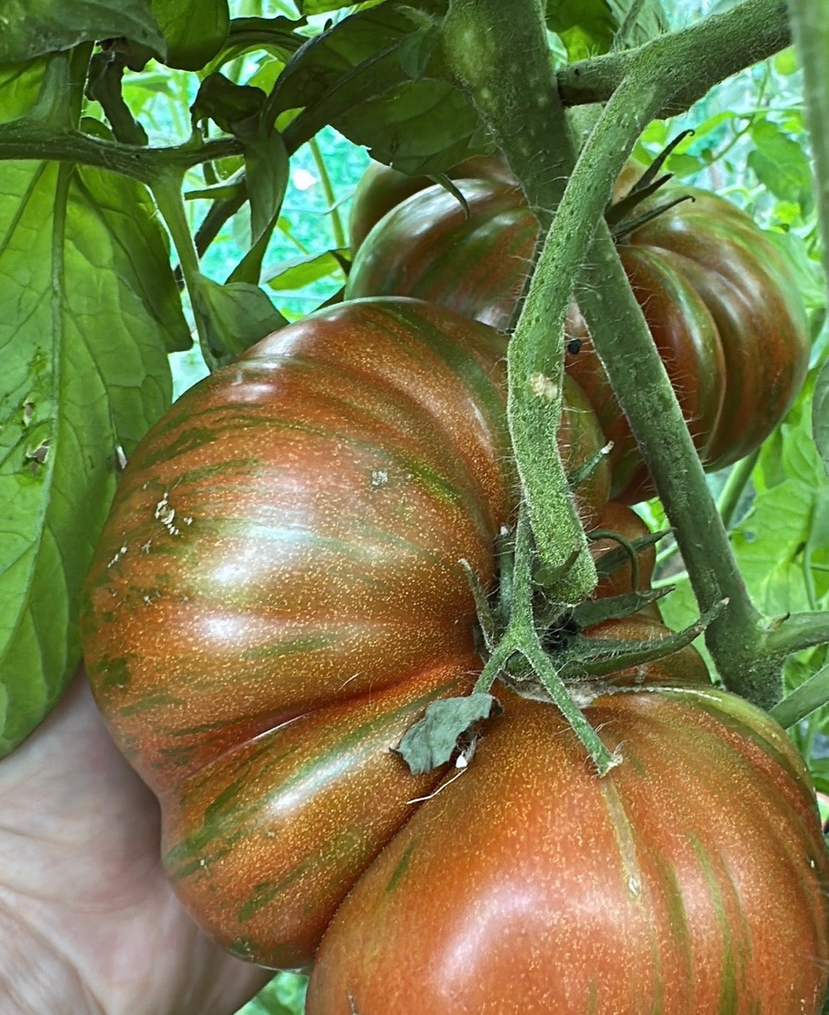 Tomaten Samen - Gestreifte Schokolade - Полосатый шоколад