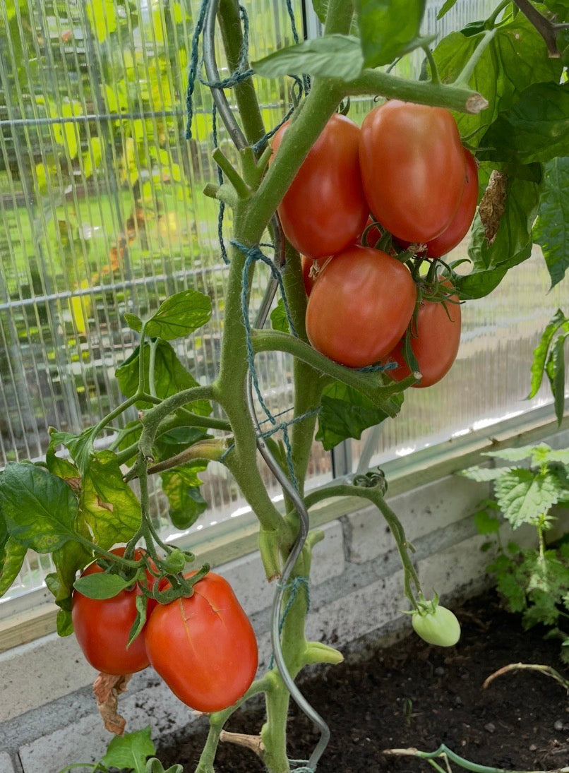 Tomaten Samen - Andenhorn