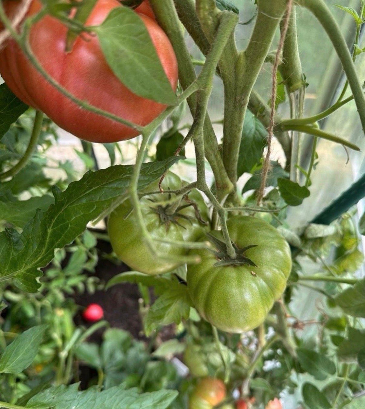Tomaten Samen - Rosa Riese