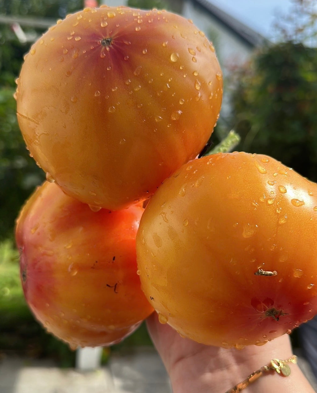 Tomaten Samen - Ananas