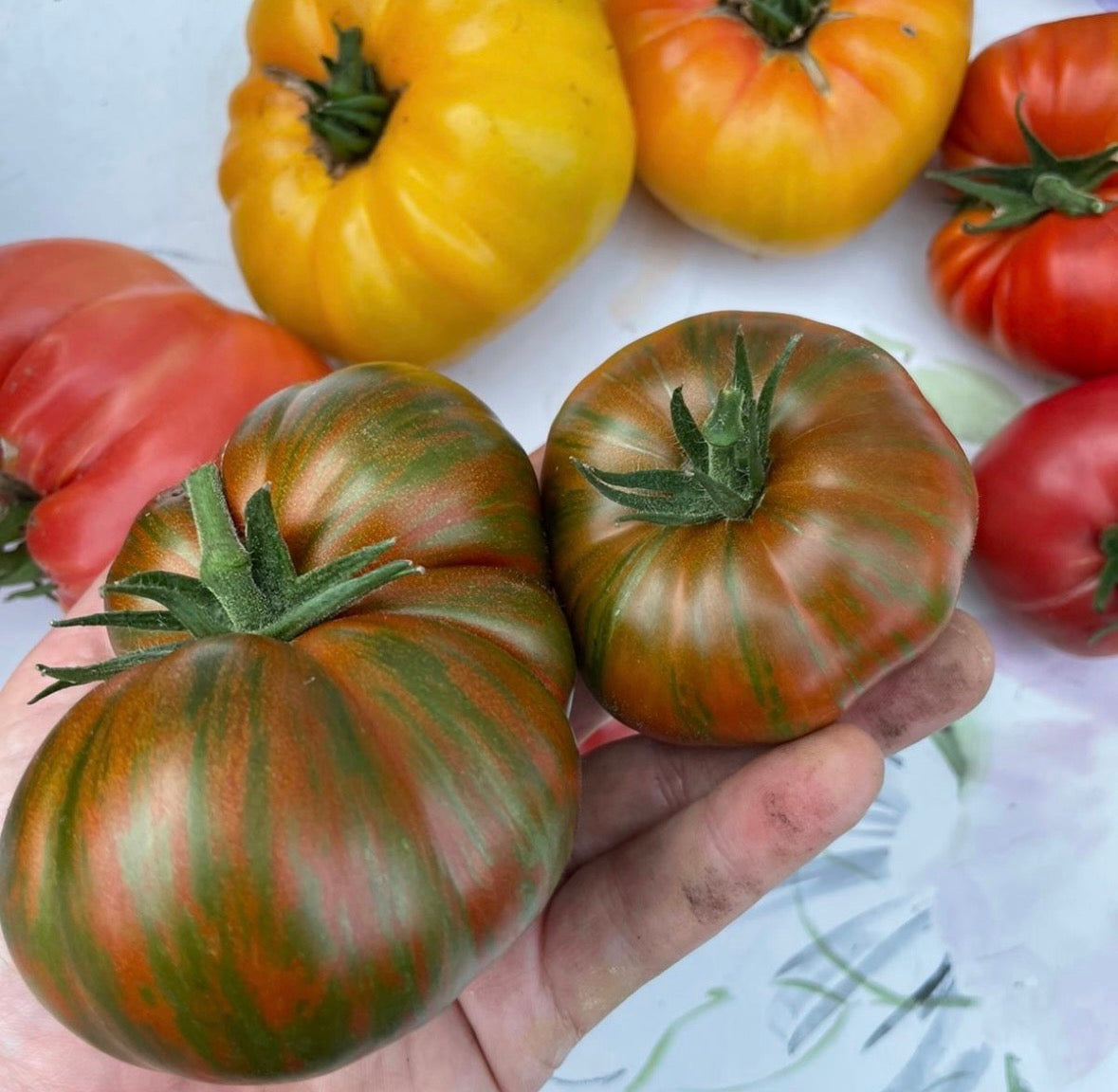 Tomaten Samen - Gestreifte Schokolade - Полосатый шоколад