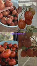 Tomaten Samen - Geflammtes Ei