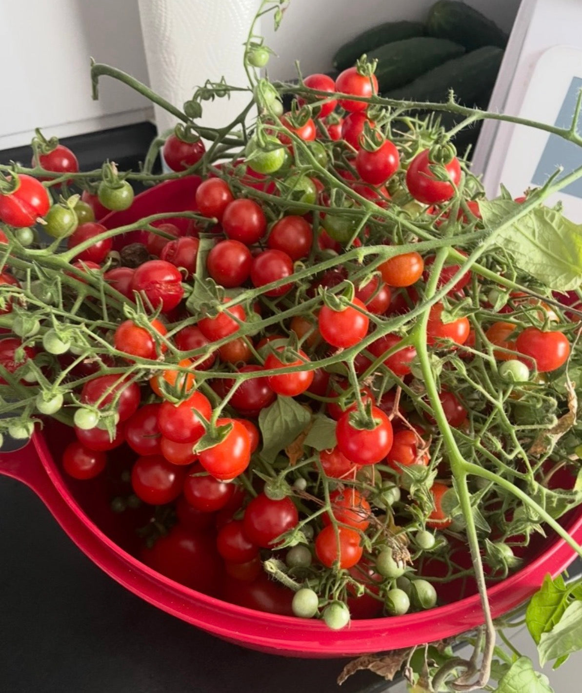 Tomaten Samen - Supersweet 100