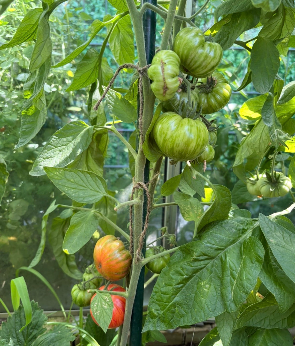Tomaten Samen - Vintage Wine