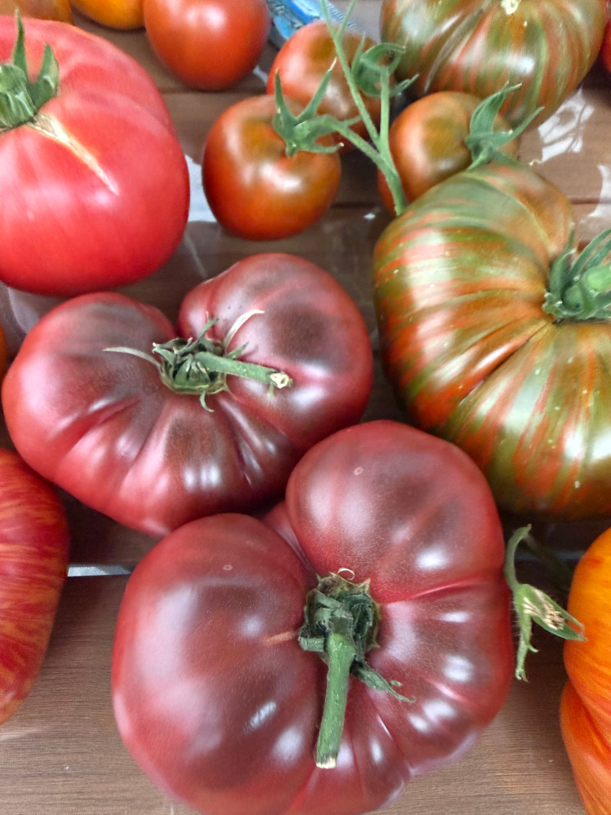 Tomaten Samen - Schwarzer Russe