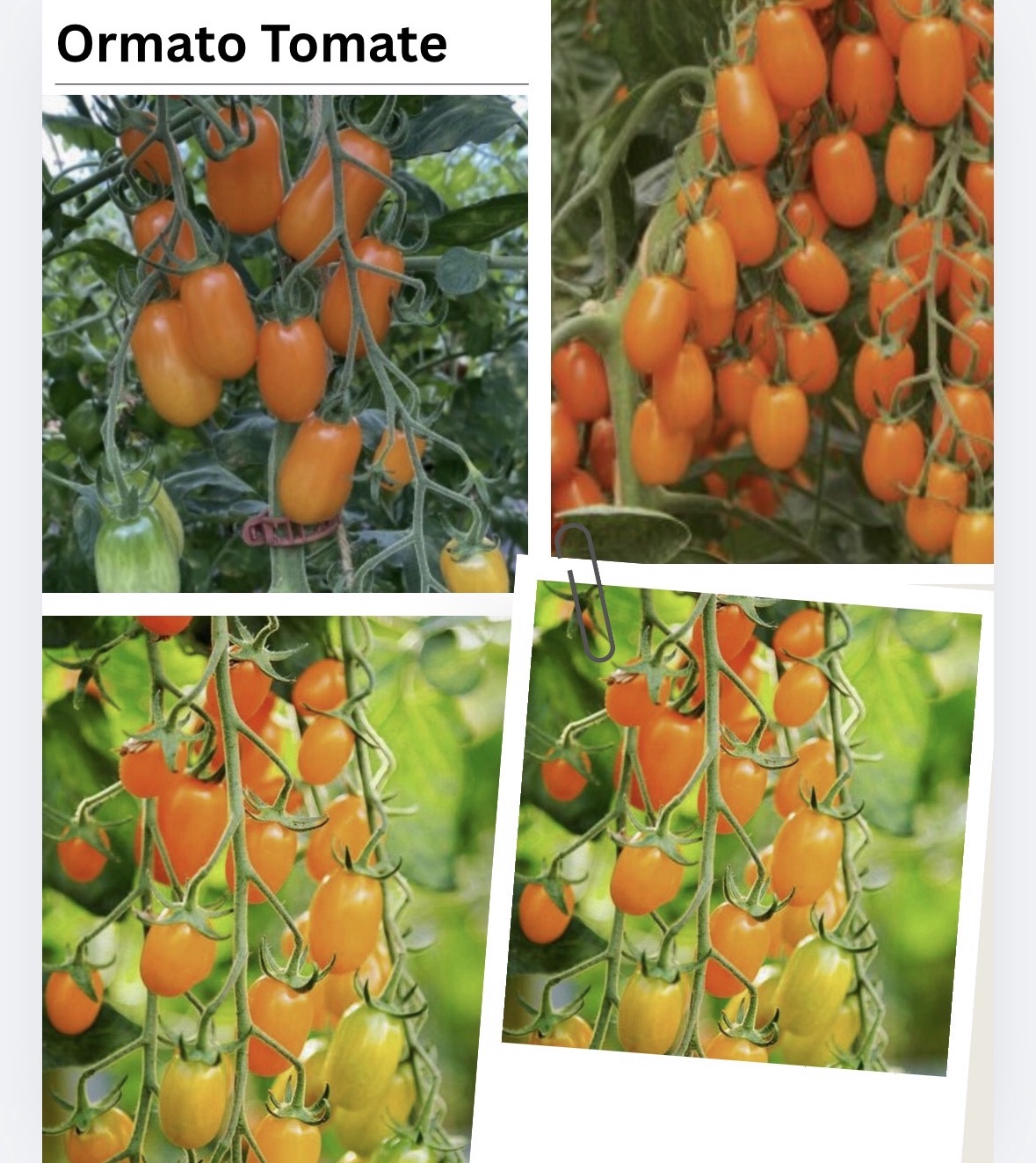 Tomaten Samen - Ormato