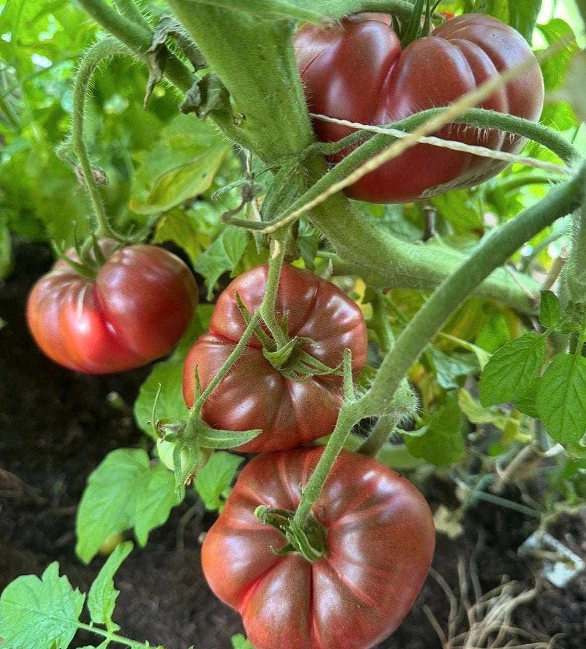 Tomaten Samen - Black Krim