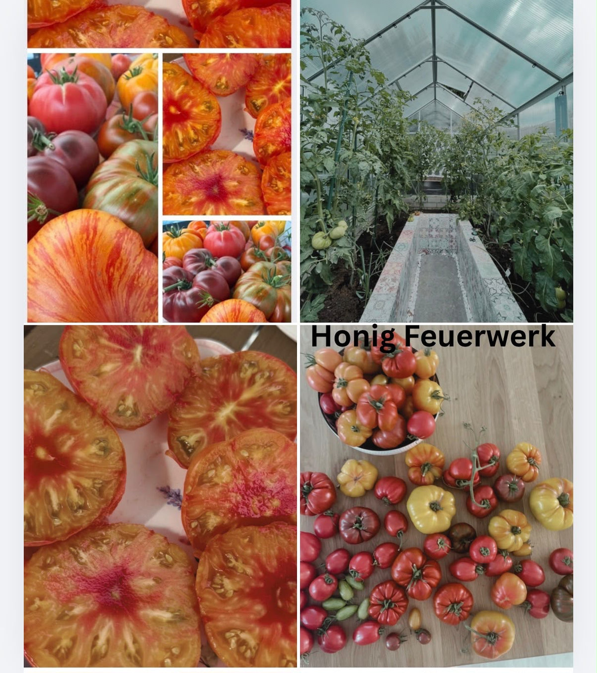 Tomaten Samen - Honig Feuerwerk aus Russland