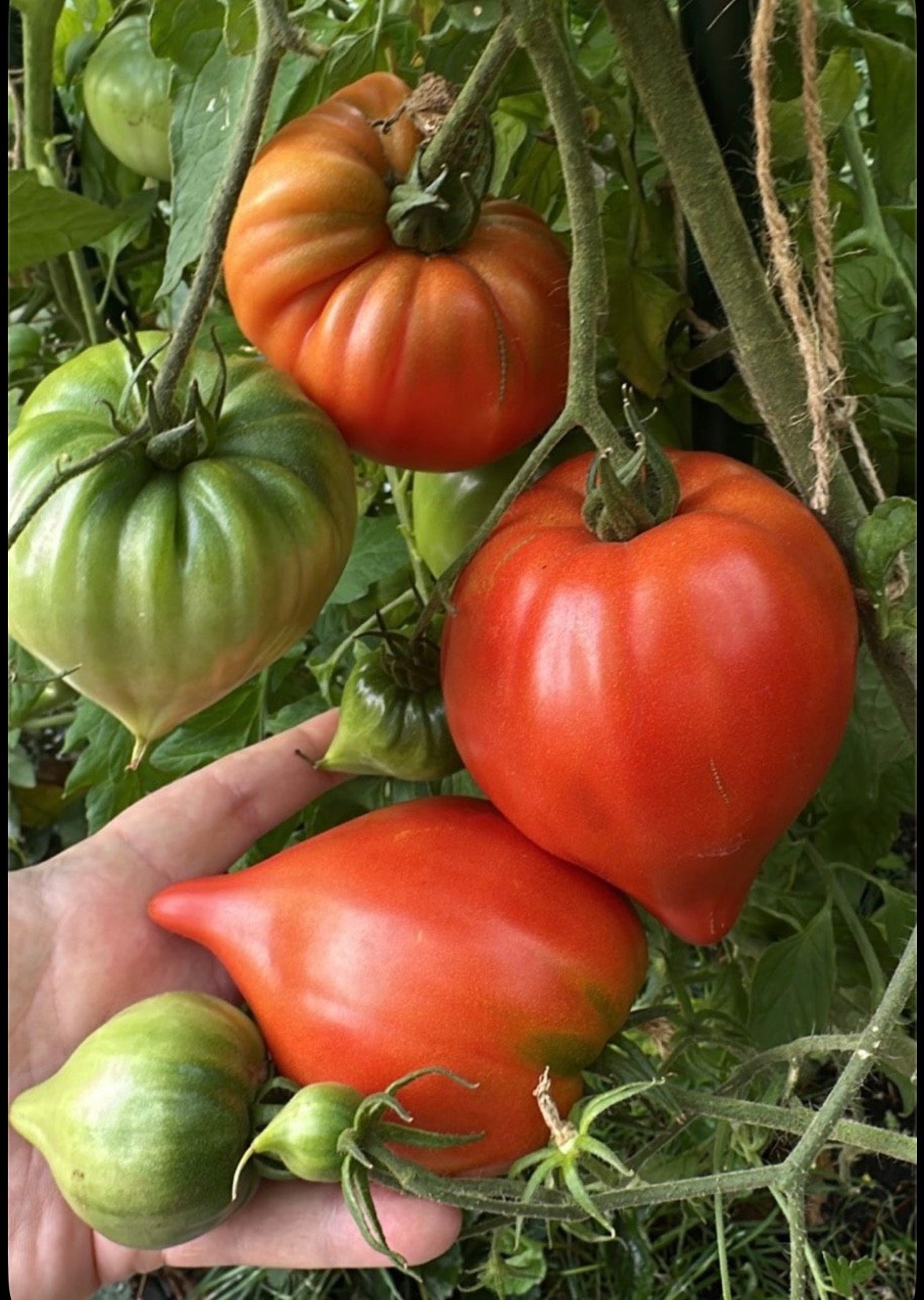 Tomaten Samen - Venus Brust