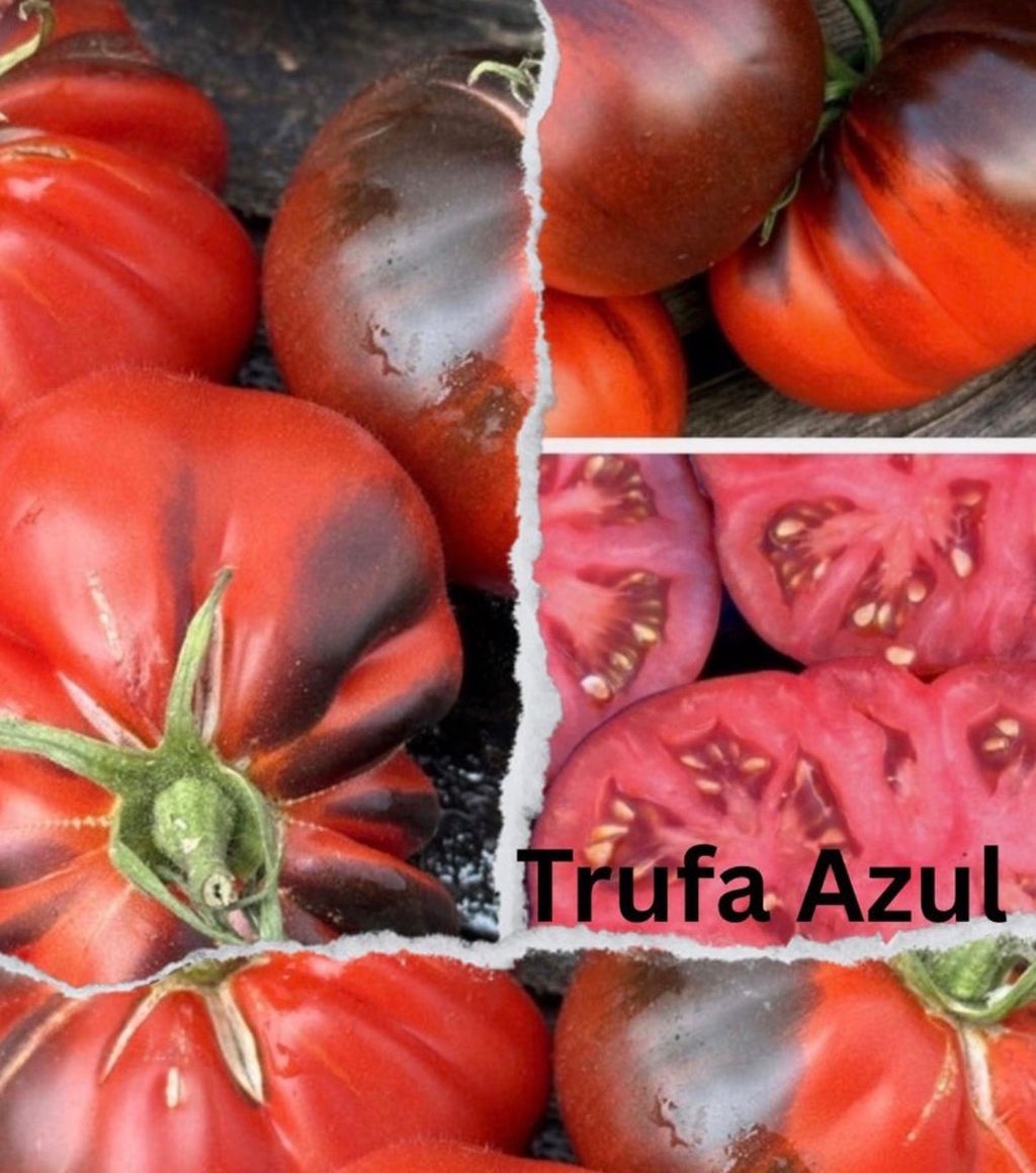 Tomaten Samen - Trufa Azul