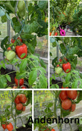 Tomaten Samen - Andenhorn