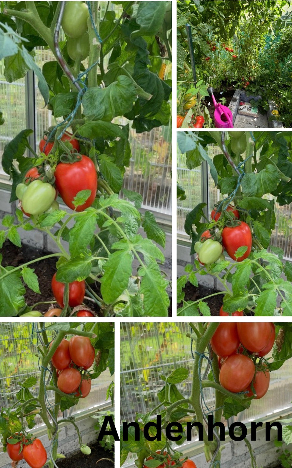 Tomaten Samen - Andenhorn