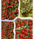 Tomaten Samen - Supersweet 100
