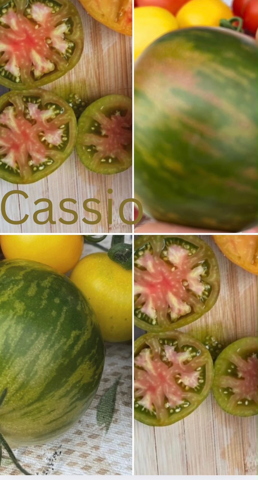 Tomaten Samen - Cassio