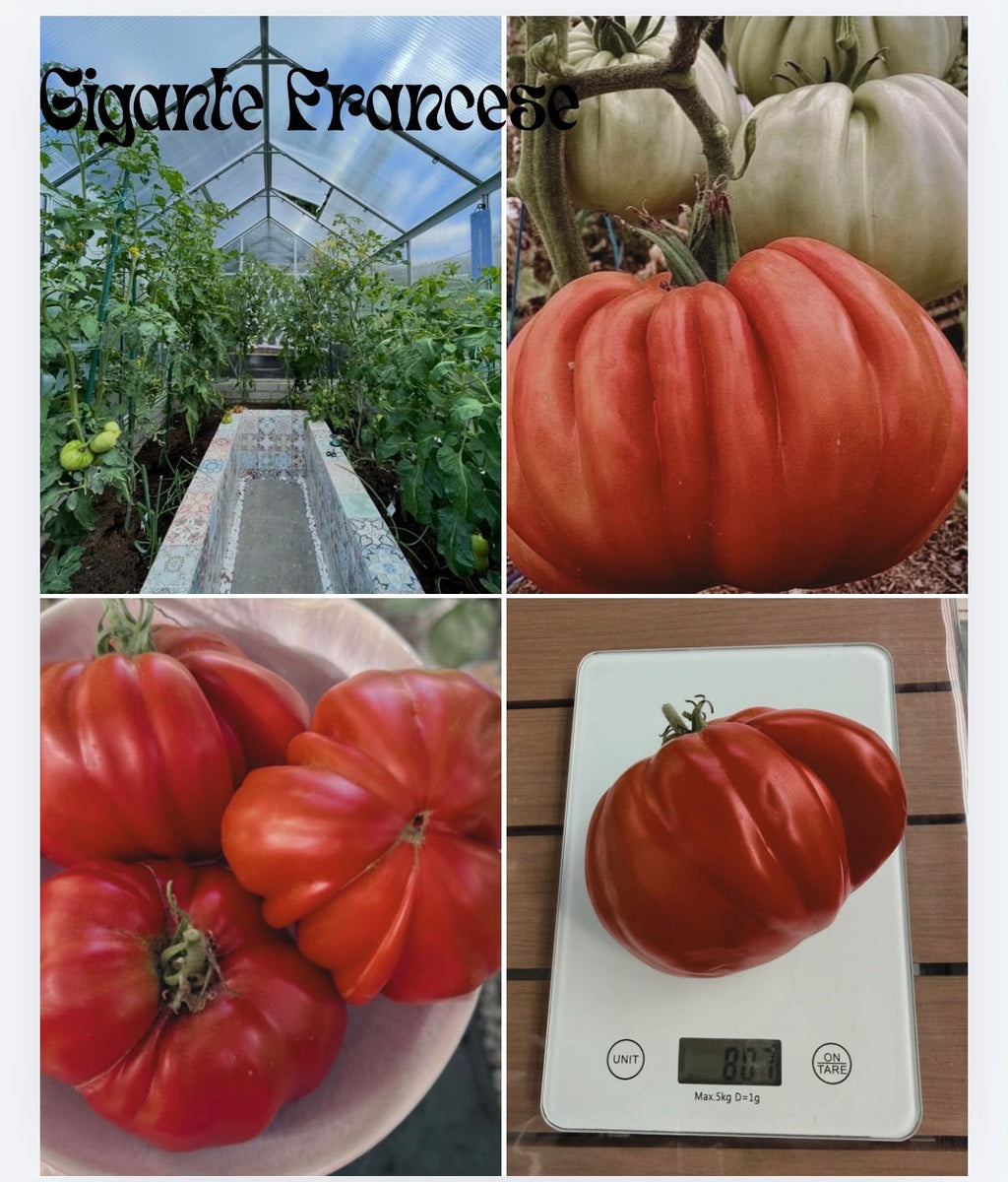 Tomaten Samen - Gigante Francese di Grenoble