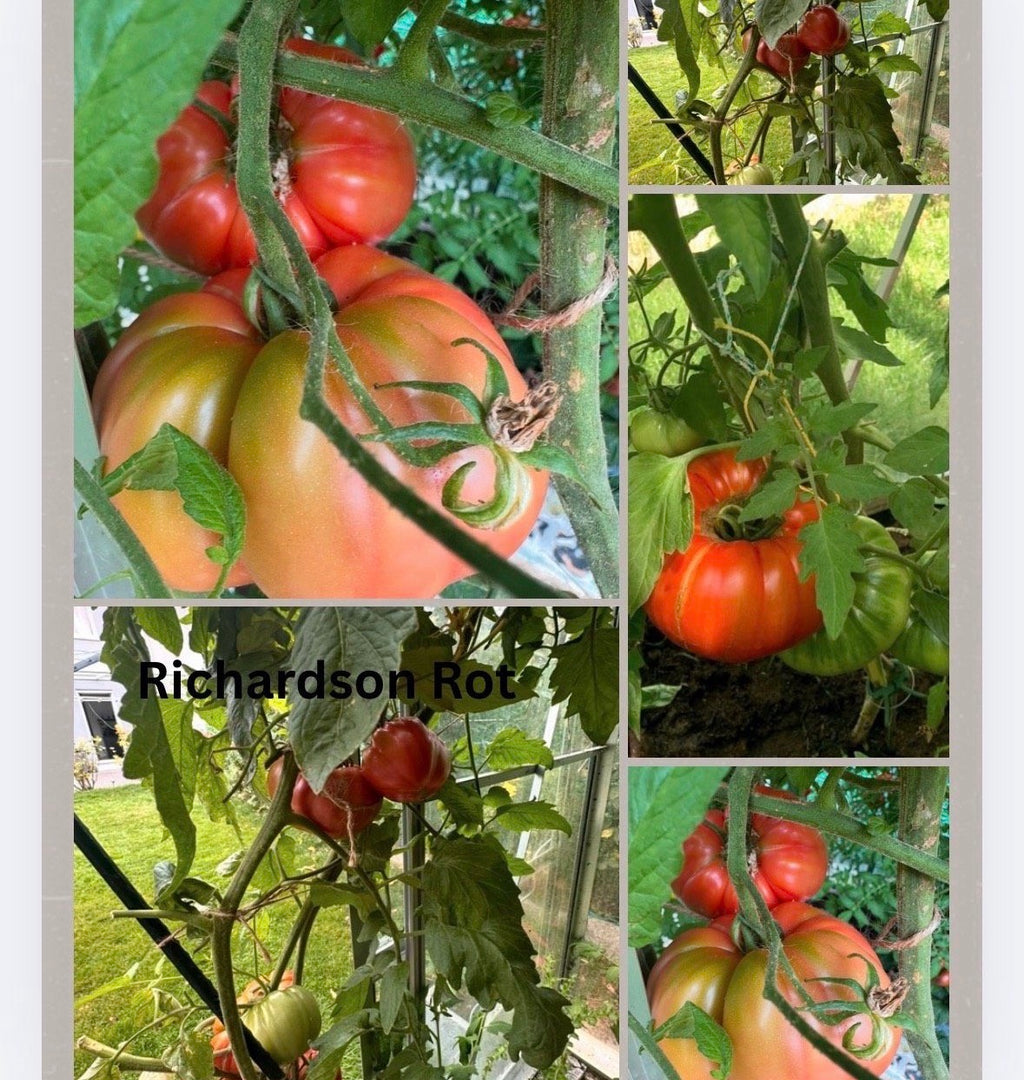 Tomaten Samen - Richardson Rot