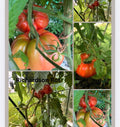 Tomaten Samen - Richardson Rot