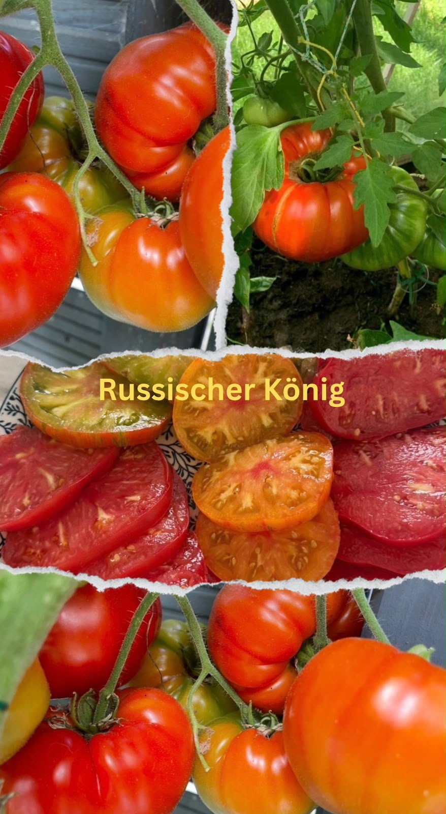 Tomaten Samen - Russischer König