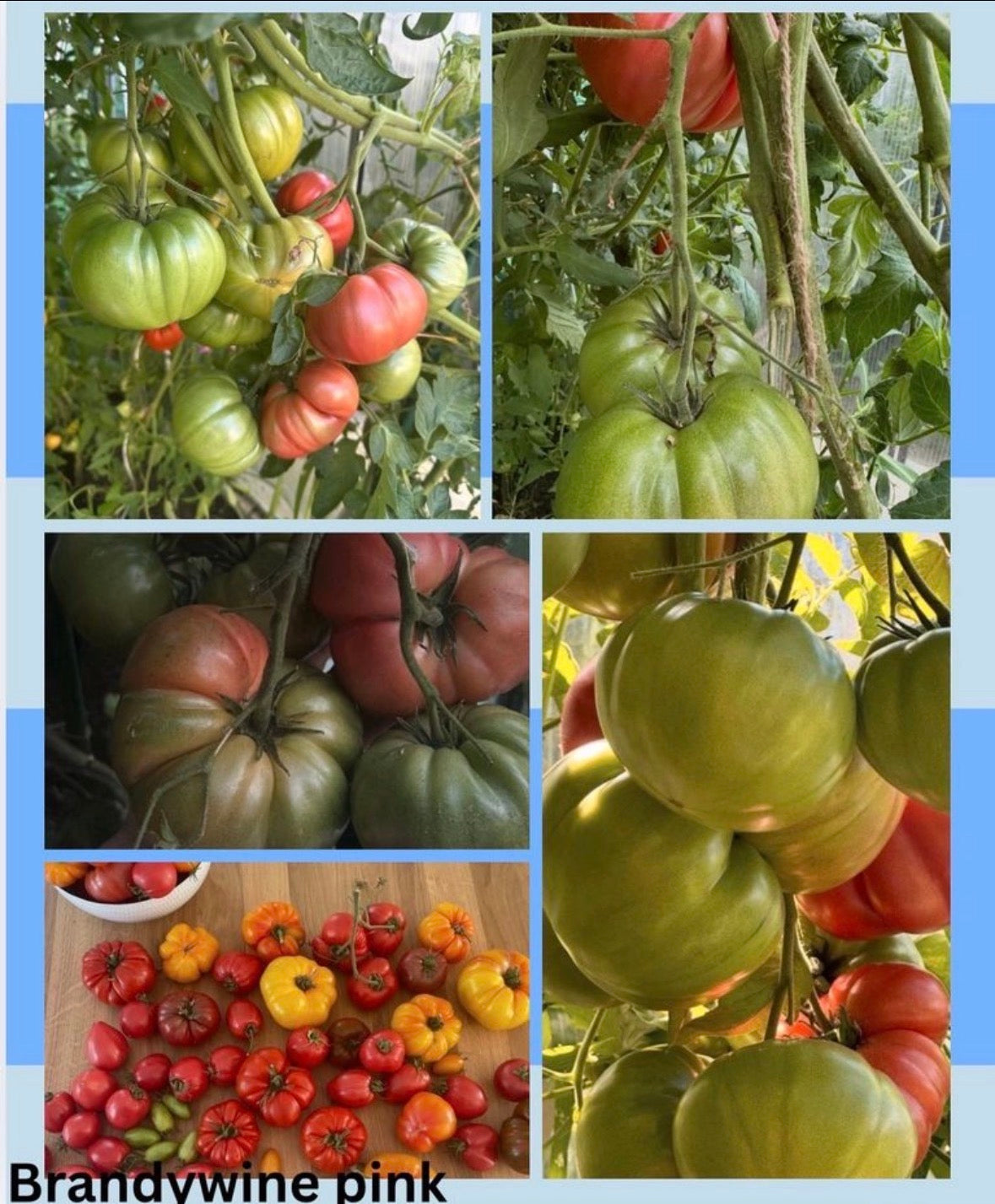 Tomaten Samen - Brandywine Pink
