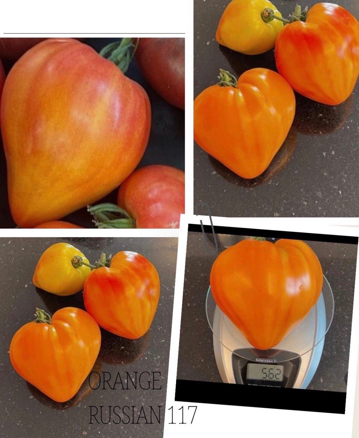 Tomaten Samen - Orange russian 117
