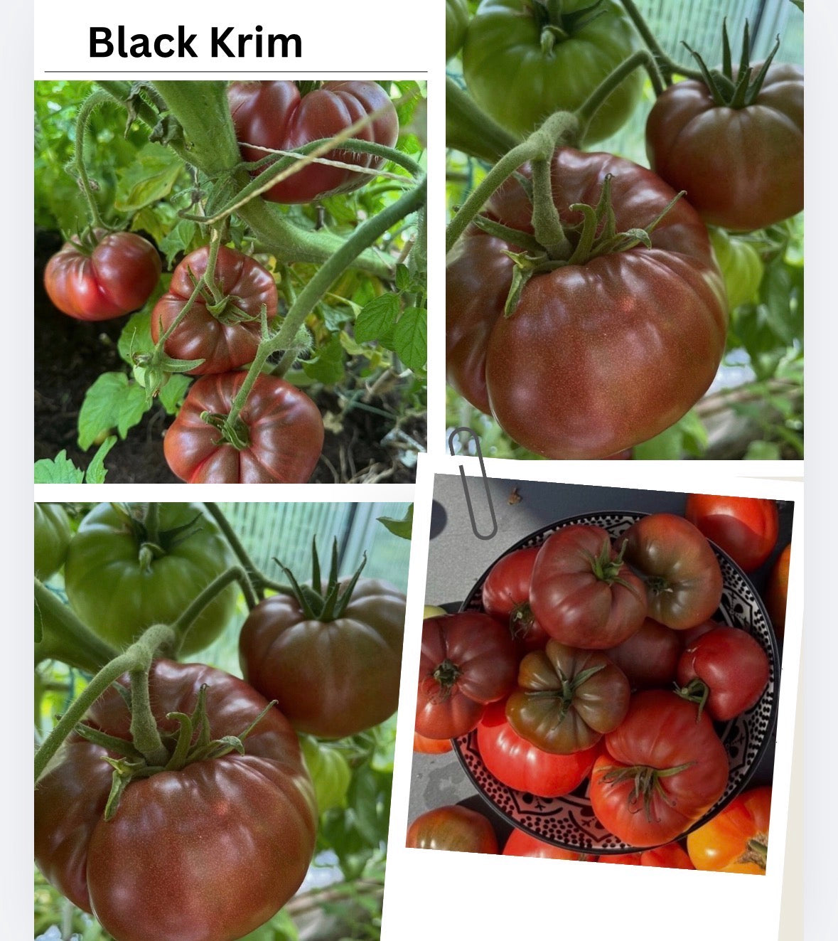 Tomaten Samen - Black Krim