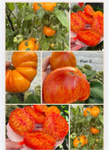 Tomaten Samen - Plan 9 from outer Space