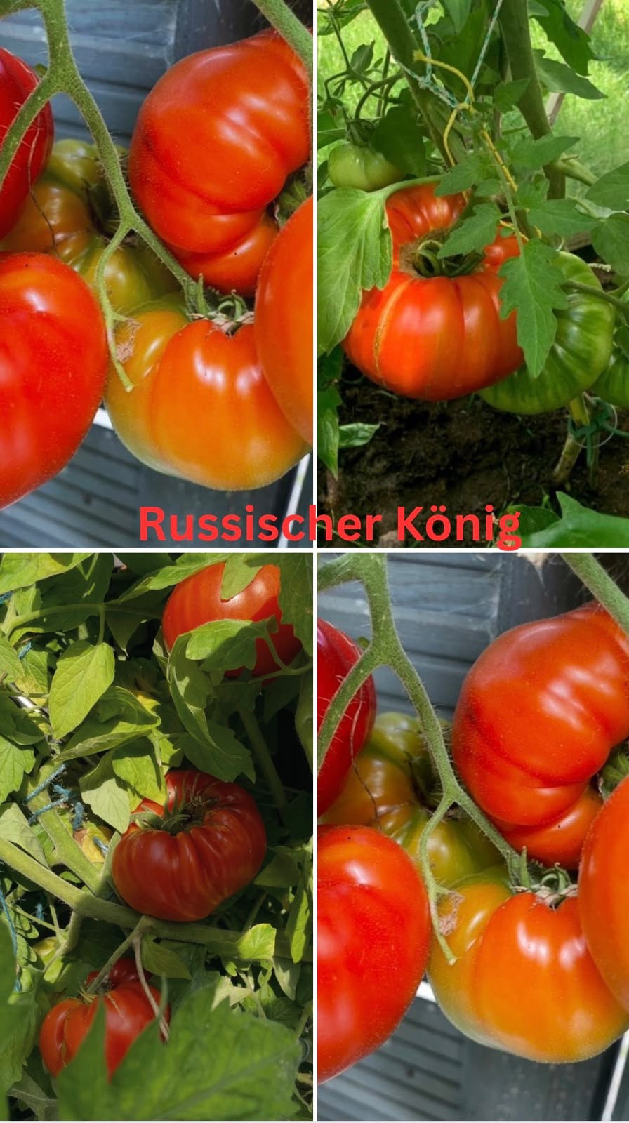 Tomaten Samen - Russischer König
