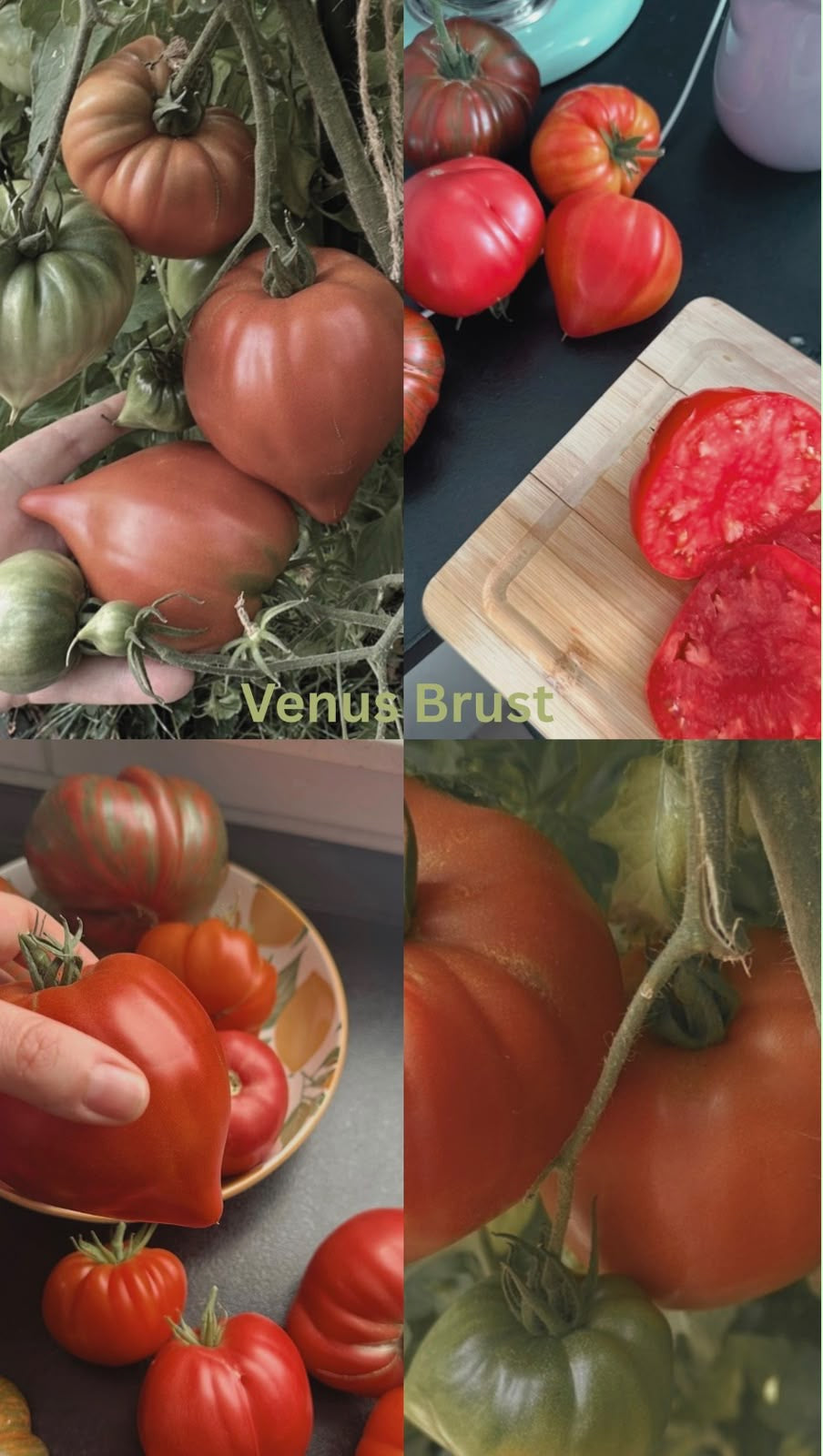 Tomaten Samen - Venus Brust