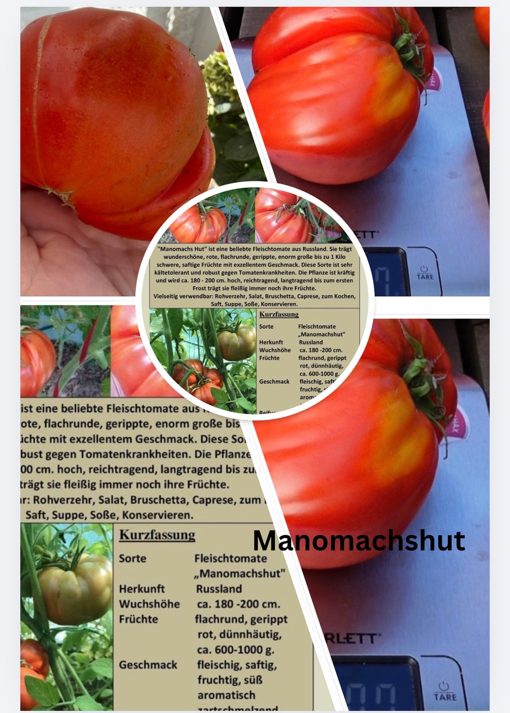 Manomachshut Tomaten Samen