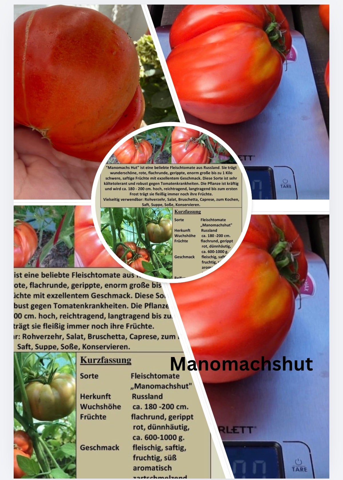 Manomachshut Tomaten Samen