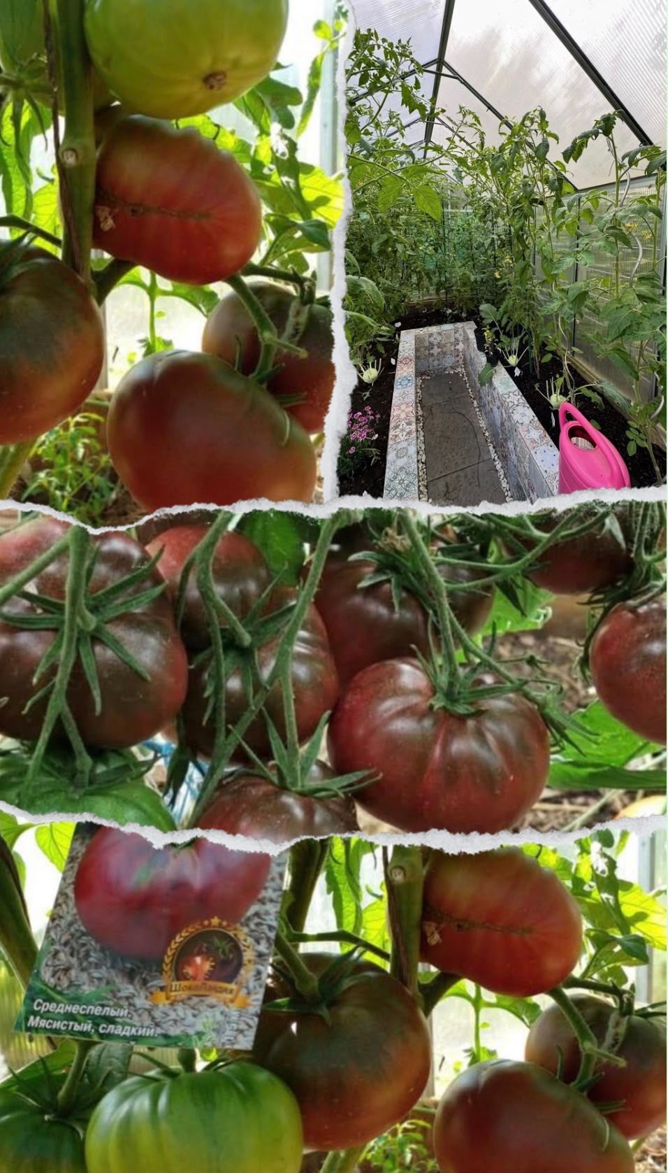 Tomaten Samen - Амазонка шоколадная