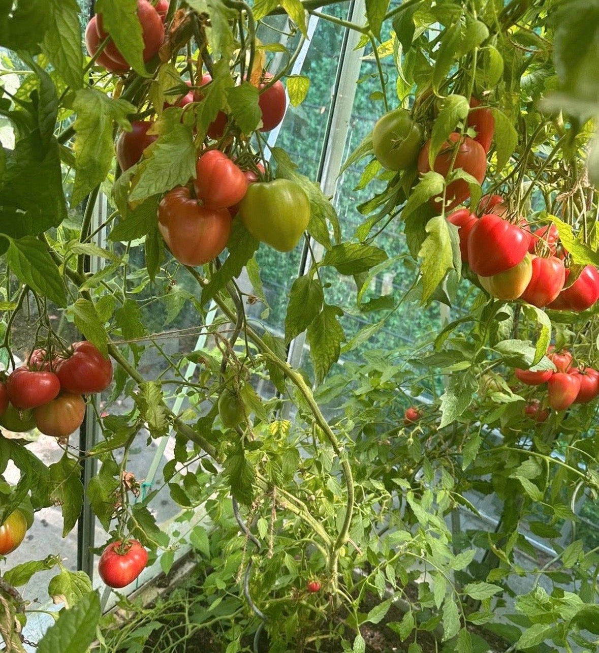Tomaten Samen - Ochsenherz Rosa