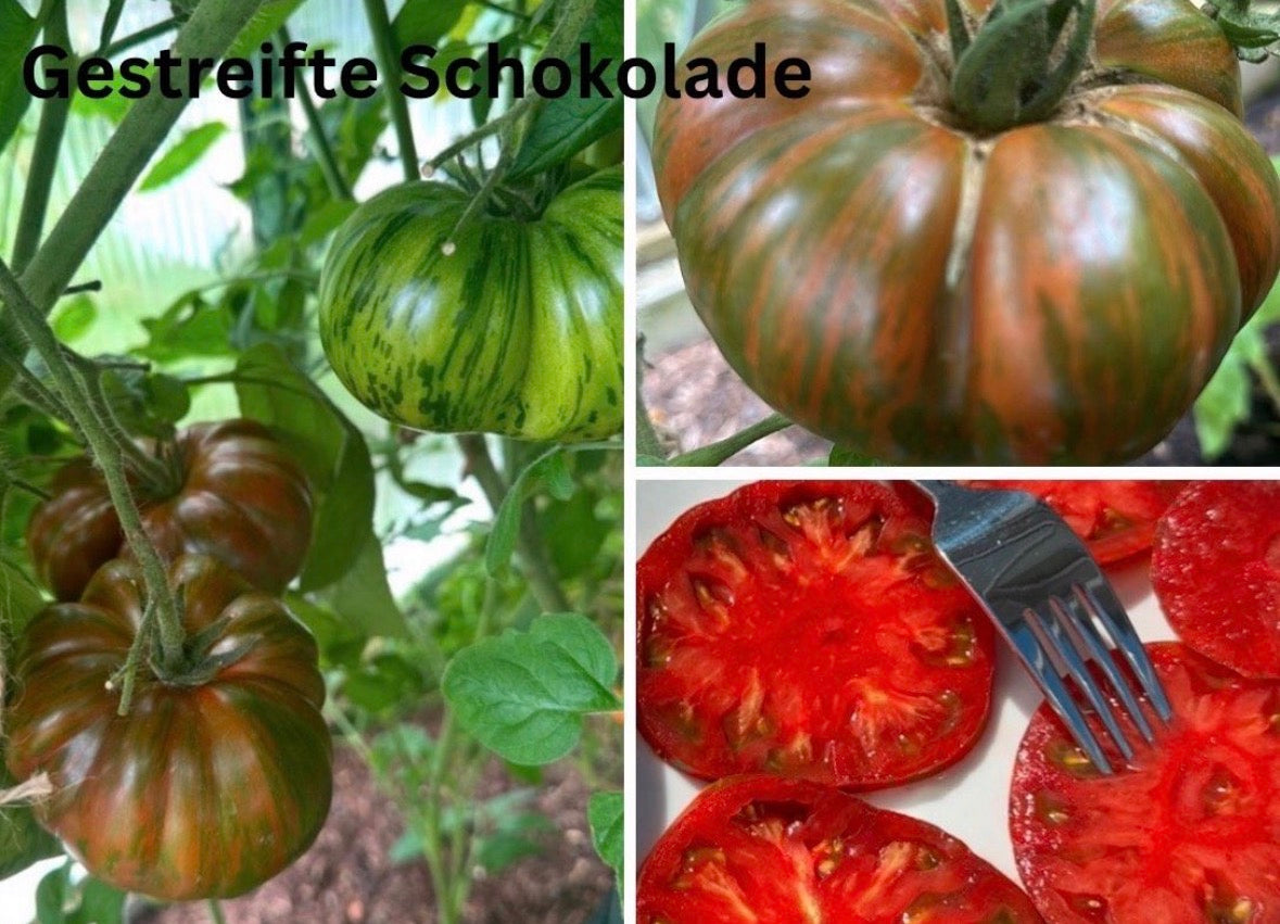 Tomaten Samen - Gestreifte Schokolade - Полосатый шоколад