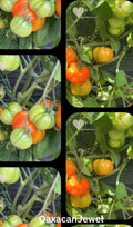 Tomaten Samen - Oaxacan Jewel