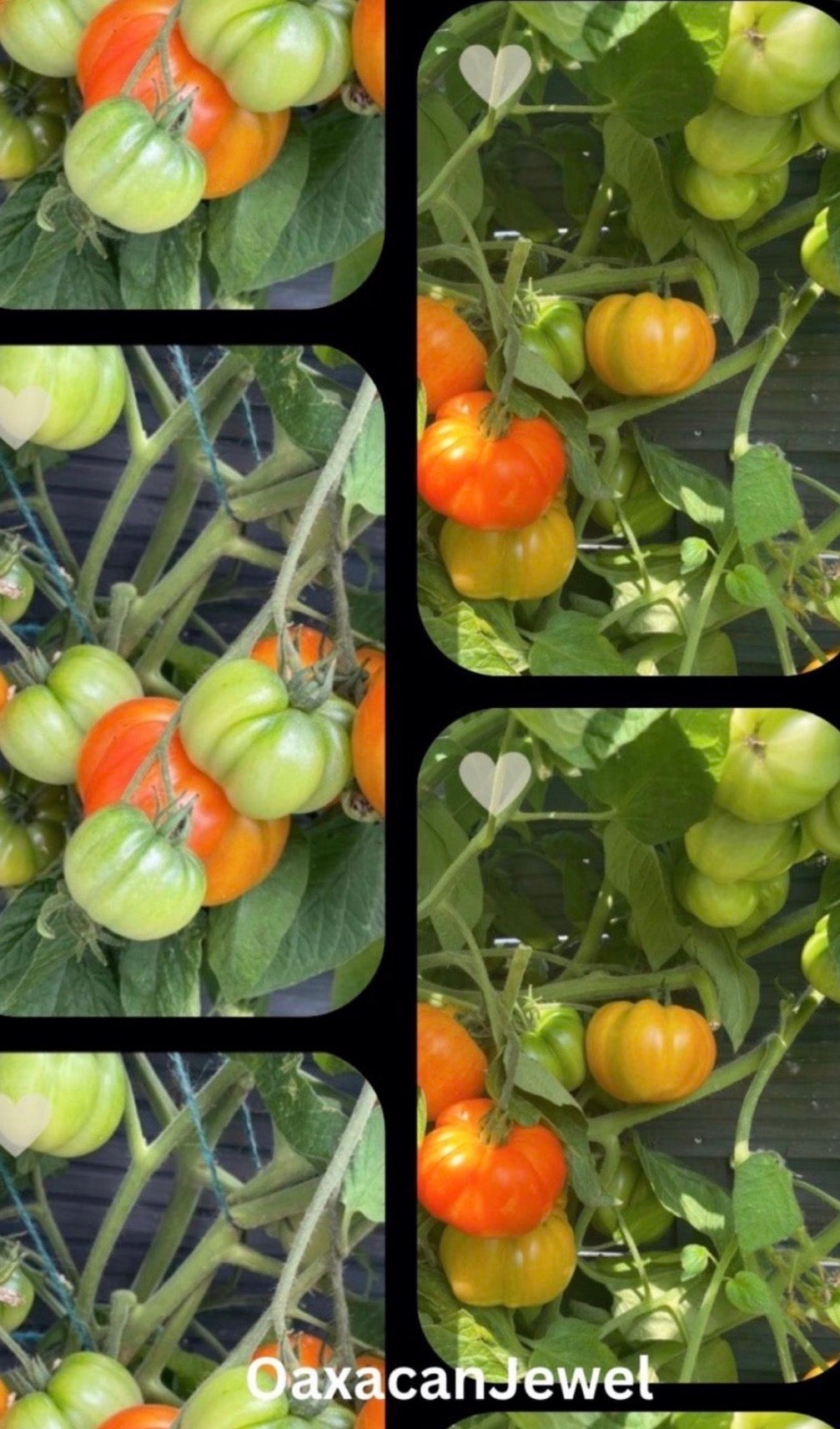 Tomaten Samen - Oaxacan Jewel