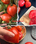 Tomaten Samen - Venus Brust