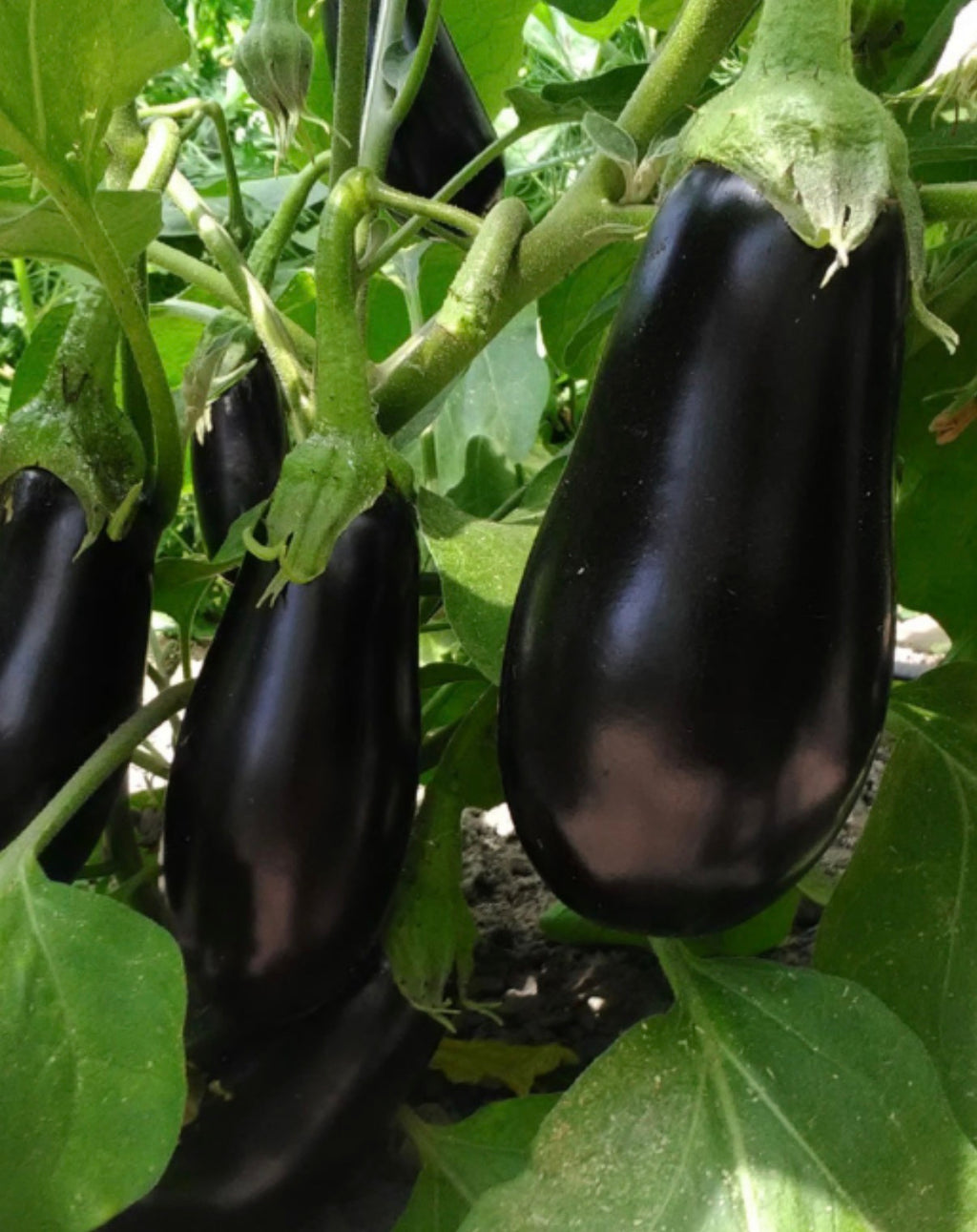 Aubergine Samen - Black Beauty