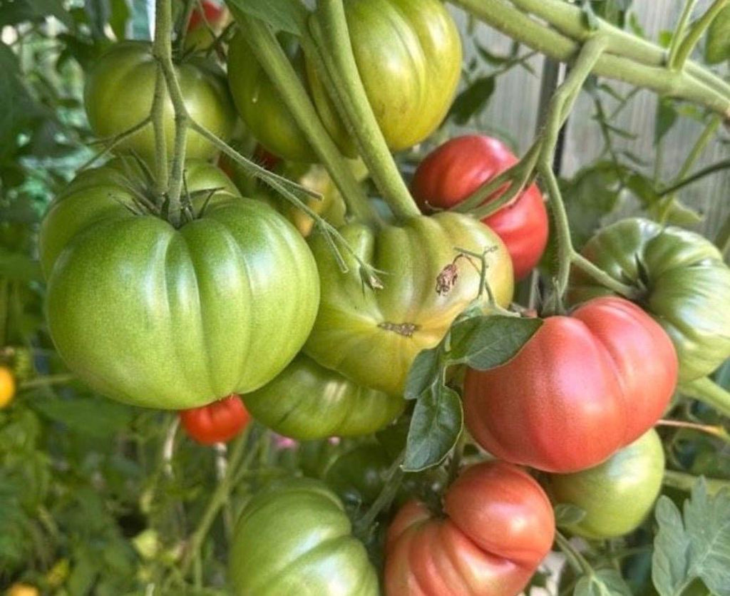Tomaten Samen - Mikado Rosa
